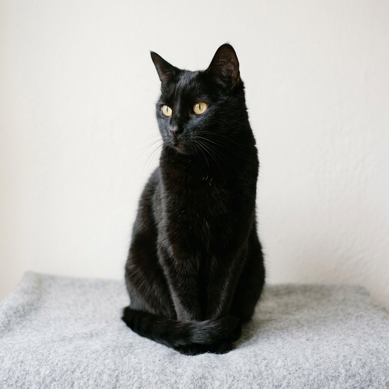 black domestic shorthair, yellow-green eyes